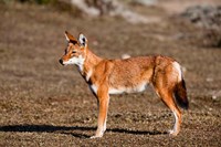 Ethiopian Wolf, Bale Mountains Park, Ethiopia Fine Art Print