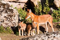 Ethiopian Wolf with cubs, Bale Mountains Park, Ethiopia Fine Art Print