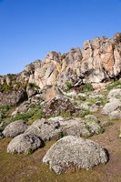 Everlasting Flowers, Helichrysum, Denka valley, Bale Mountains, Ethiopia Fine Art Print