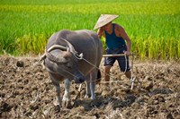 Farmer plowing with water buffalo, Yangshuo, Guangxi, China Fine Art Print