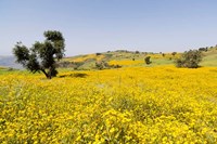Flower Field, Niger seed, Semien Mountains, Ethiopia Fine Art Print