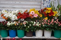 Flower Market, Port Louis, Mauritius Fine Art Print