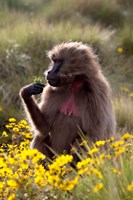 Gelada Baboon primate, Ethiopia Fine Art Print