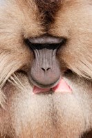 Close up of Gelada Baboon, Ethiopia Fine Art Print