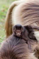 Baby Gelada Baboon primate, Ethiopia Fine Art Print