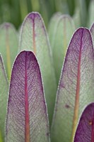 Giant Lobelia flora, Rwenzoris, Uganda Fine Art Print