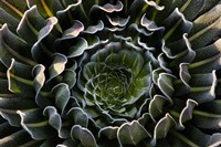 Giant Lobelia, Heather Forest, Rwenzori, East Africa Fine Art Print