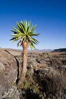 Giant Loebelia, Bale Mountains, Ethiopia Fine Art Print