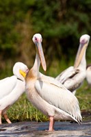 Great White Pelican, Lake Chamo, Nechisar National Park, Arba Minch, Ethiopia Fine Art Print