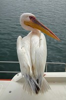 Great White Pelican, Walvis Bay, Namibia, Africa. Fine Art Print