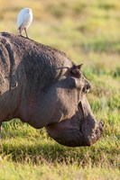 Hippopotamus grazing, Amboseli National Park, Kenya Fine Art Print