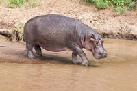 Hippopotamus pod relaxing, Mara River, Maasai Mara, Kenya, Africa Fine Art Print