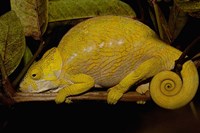 Globular Chameleon, Lizards, Madagascar Fine Art Print