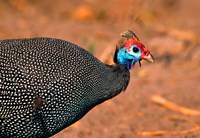 Helmeted Guinea Fowl, Kenya Fine Art Print