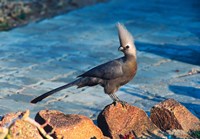 Grey Go-Away Bird, Namibia Fine Art Print