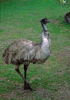 Emu Portrait, Australia Fine Art Print