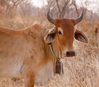 Botswana, Tsodilo Hills, Farm animal, cow by Jaynes Gallery - various sizes