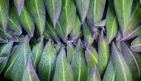 Purple edged leaves of the Giant Lobelia rosette, Kenya Fine Art Print