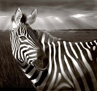 Black & White of Zebra and plain, Kenya Fine Art Print