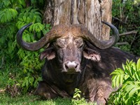 African Buffalo, Aberdare National Park, Kenya Fine Art Print