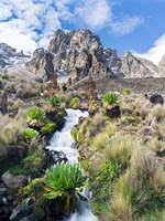 Central Mount Kenya National Park, Kenya Fine Art Print