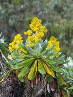 Giant Groundsel in the Mount Kenya National Park, Kenya Fine Art Print
