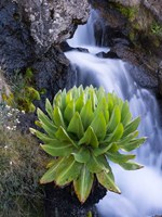 Giant Groundsel by the falls in the Mount Kenya National Park, Kenya Fine Art Print