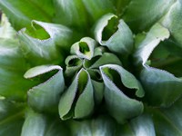 Close up of Giant Groundsel, Kenya Fine Art Print