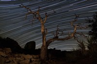 A dead Pinyon pine tree and star trails, Joshua Tree National Park, California by Dan Barr - various sizes