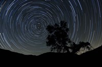 A lone oak tree silhouetted against a backdrop of star trails Fine Art Print