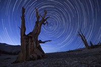 Star trails above an ancient bristlecone pine tree, California Fine Art Print