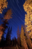 Star trails above campfire lit pine trees in Lassen Volcanic National Park Fine Art Print