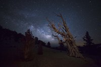 A large bristlecone pine in the Patriarch Grove bears witness to the rising Milky Way Fine Art Print