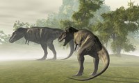 Two Tyrannosaurus Rex rest in the early morning light before the days hunt Fine Art Print