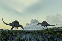 Spinosaurus dinosaurs drink from a marsh area in prehistoric times Fine Art Print