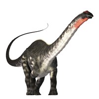 The Apatosaurus dinosaur was a herbivore of the Jurassic Era Fine Art Print