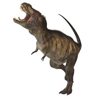 Tyrannosaurus Rex Framed Print