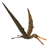 Anhanguera, a genus of Pterosaur from the Cretaceous period Framed Print
