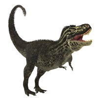 Tyrannosaurus Rex, a large predatory beast of the Cretaceous period Framed Print