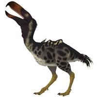 Kelenken is an extinct genus of giant flightless predatory birds by Corey Ford - various sizes