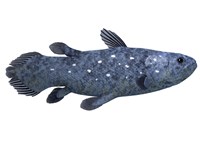 Coelacanth fish against white background Fine Art Print