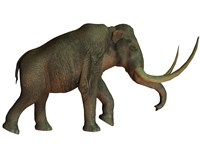 The Columbian mammoth, an extinct species of elephant Fine Art Print