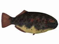 Dapedius, an extinct species of primitive ray-finned fish Fine Art Print