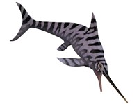 Eurhinosaurus, an extinct genus of ichthyosaur Fine Art Print
