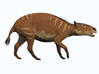 Eurohippus, an extinct ancestor of the modern horse Fine Art Print