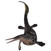 Hupehsuchus, a genus of marine reptile that lived during the Triassic Period by Corey Ford - various sizes