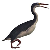 Hesperornis, a genus of flightless birds from the Cretaceous Period by Corey Ford - various sizes
