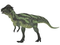 Pachycephalosaurus, a biped dinosaur from the Cretaceous Period Fine Art Print