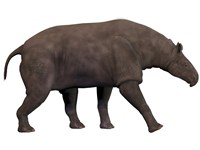 Paraceratherium, an extinct rhinoceros-like mammal Fine Art Print