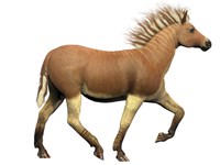 The Quagga is an extinct subspecies of the plains zebra Fine Art Print